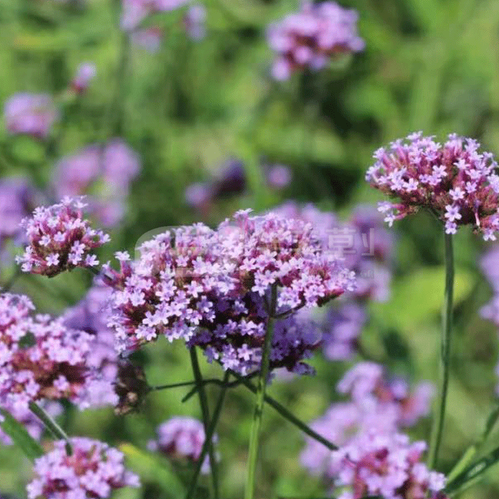 ��Ҷ���޲�