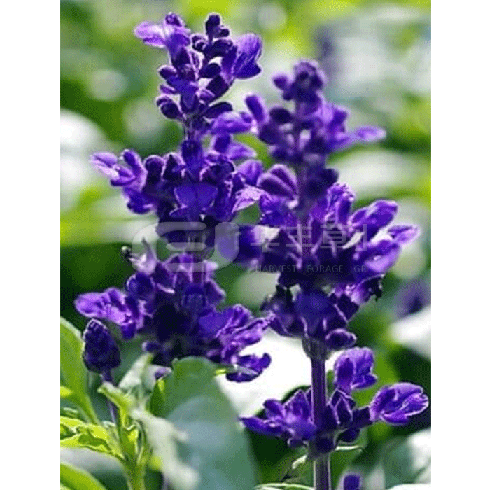 С����β��