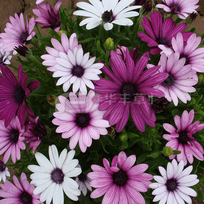 �Ϸ����پ�