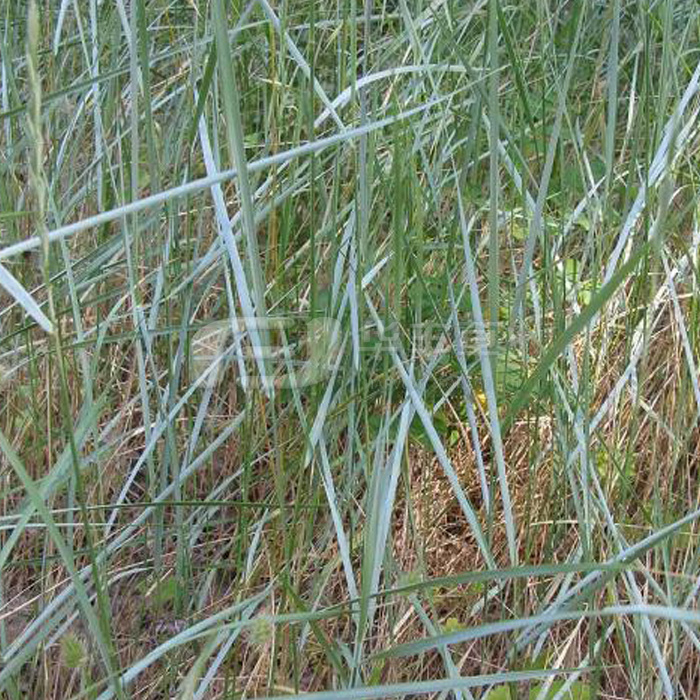 ���ı���