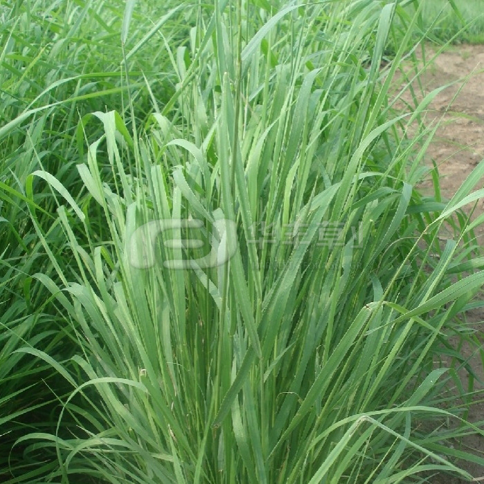 ϸ������