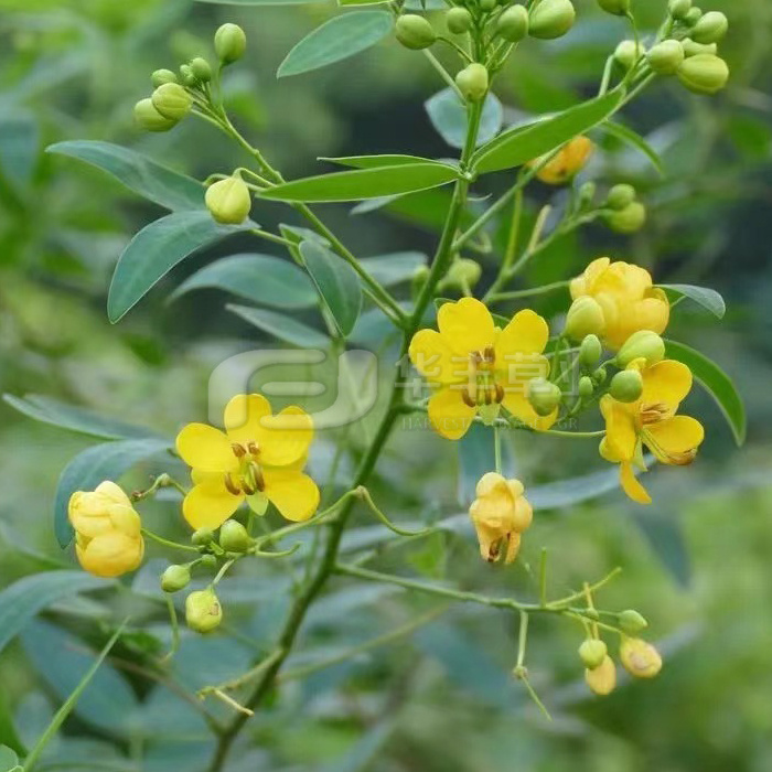 ɡ������