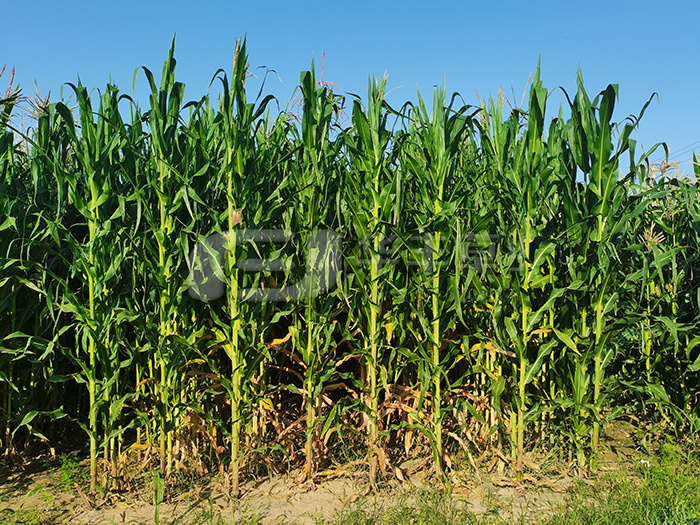 ��������26��