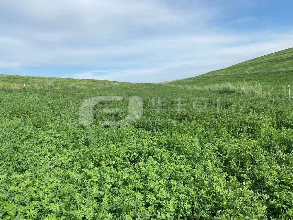 �ϻ���ޣ�ٶ����Ѳ�������