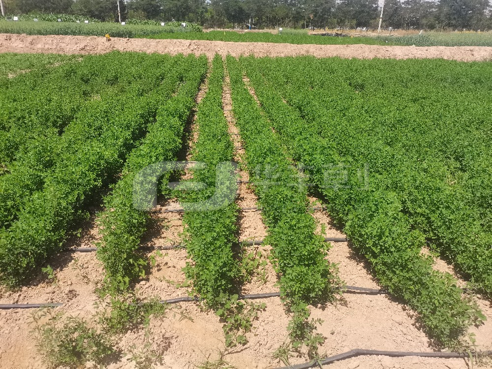 �ϻ���ޣ���貥������