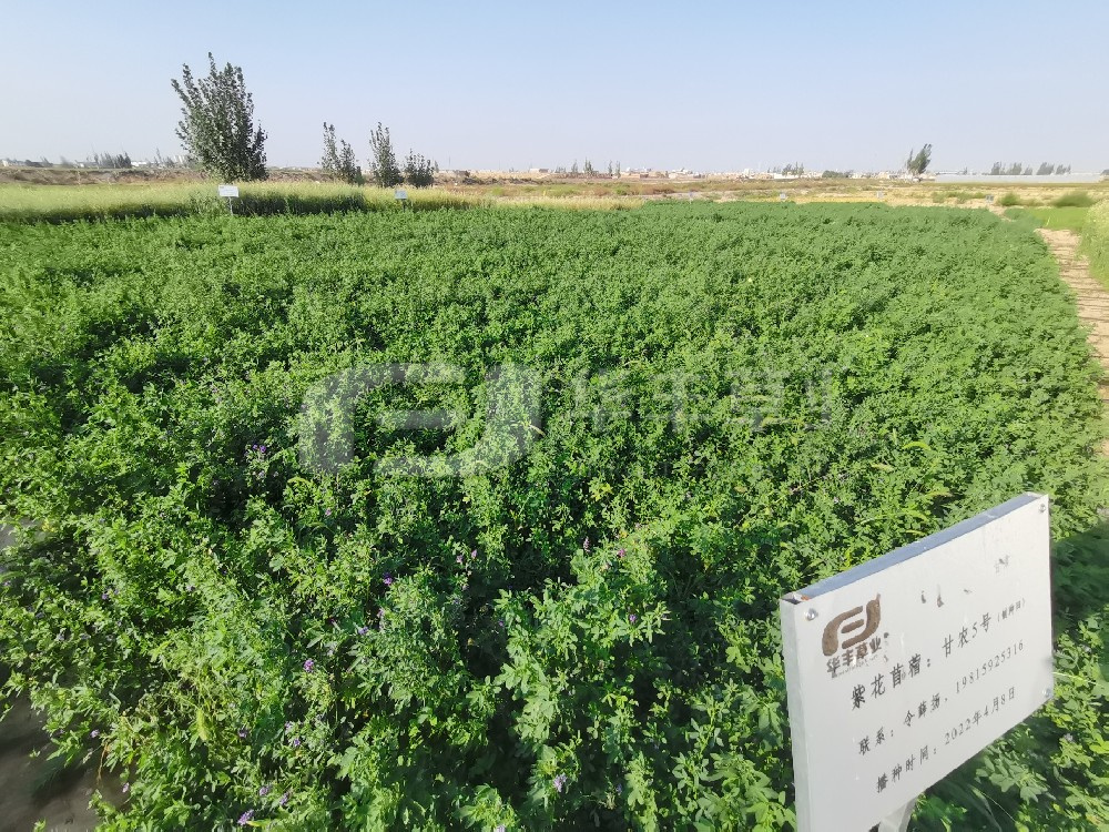 �Ӳݲ����£����������������Ϳ���ô��---�ϻ���ޣ�����Ӳݷ��β���