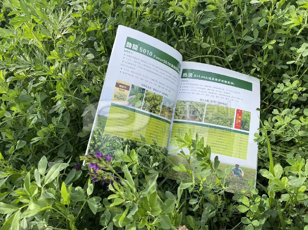 �������ǲݾ�����ʳ���Ĵ�ʳ������-�ھŽ��й���ޣ����ٿ�