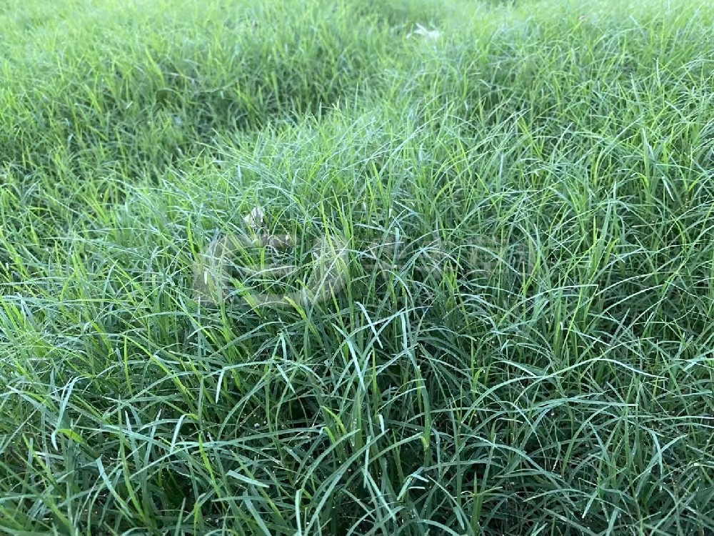 ��ƺ��ֲ��Ҫ����Ҫ��Ϊ�����֣���������