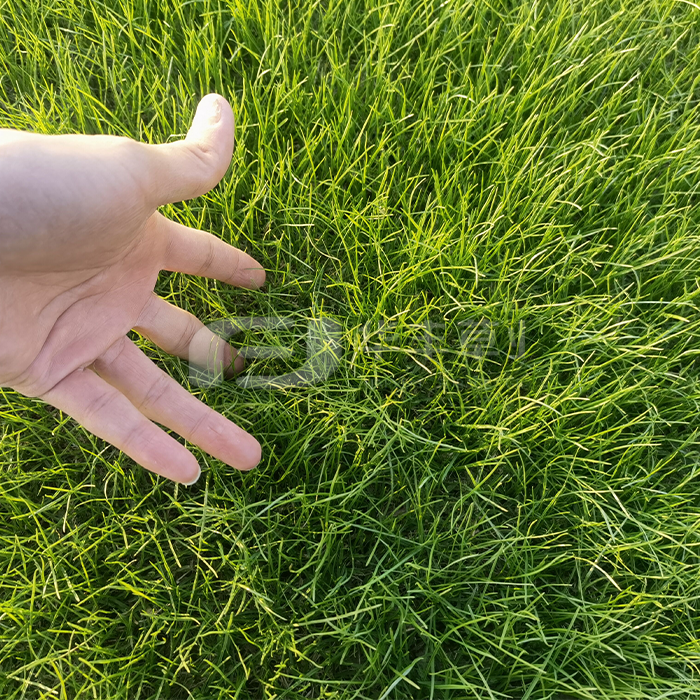 �ݵ������