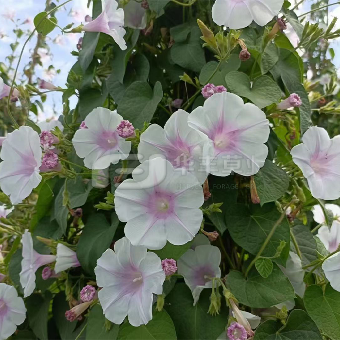 ǣ��������������