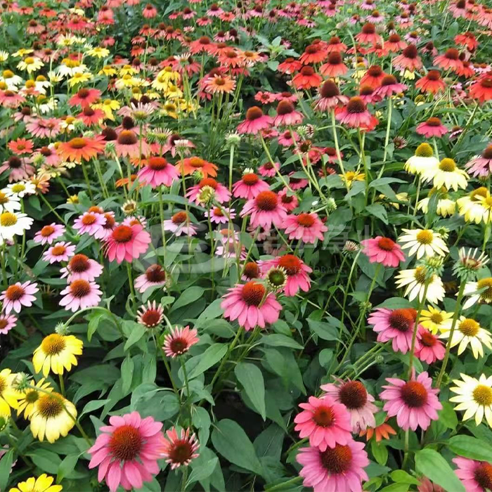 ��ɫ�ɹ���