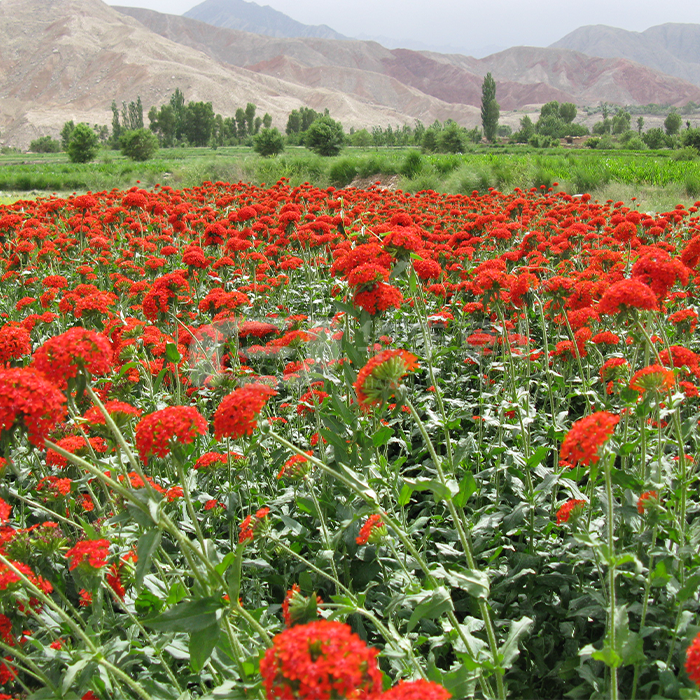 �󻨼�����