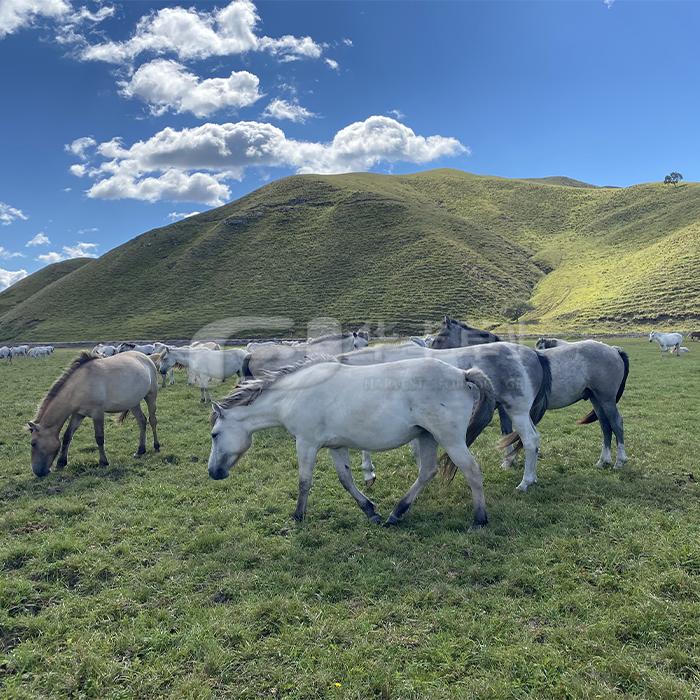 �첥�ݵصĽ�ֲ