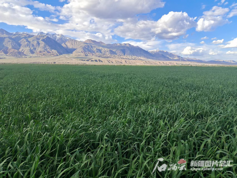 ½®ÆóÁ¢Òì·ØÐ½®ÂõÌØÍþ²ÝÒµ£º×öºÃËDzݹ¤ÒµÖúÁ¦ÐóÄÁҵתÐÍ