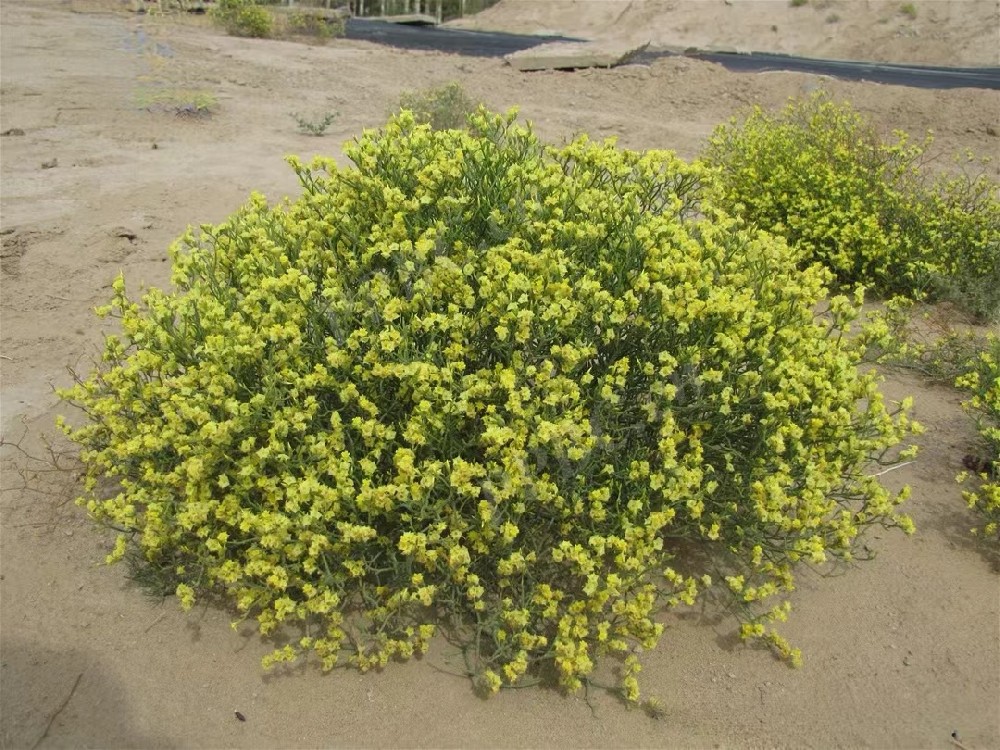 �ƻ���Ѫ��