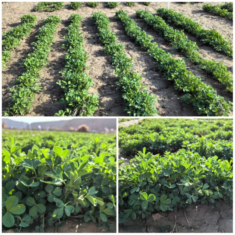 �ҹ�˾��ޣƷ���徲Խ��������������������