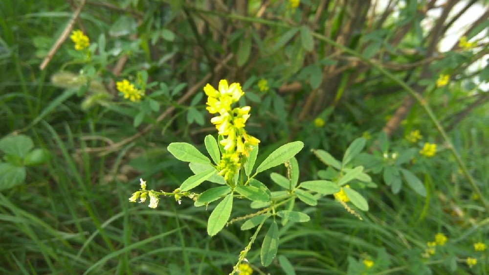 ��ľ�ء�����Ҫ�̷ʼ�����Ʒ��