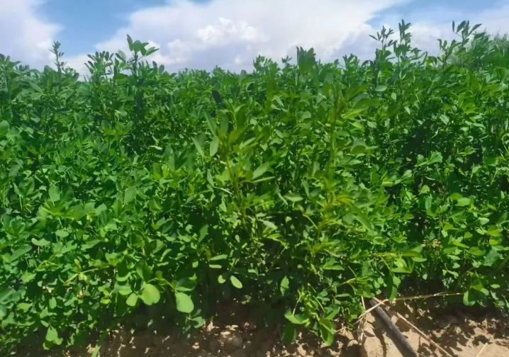 �ذ�ϲѶ�����ϻ���ޣƷ�ֿ������о�����Ʒ���ƹ�Ӧ�á��ٻ����ʡ�Ƽ�ǰ�����Ƚ�